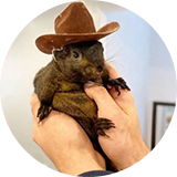 سنجاب پی نات icon